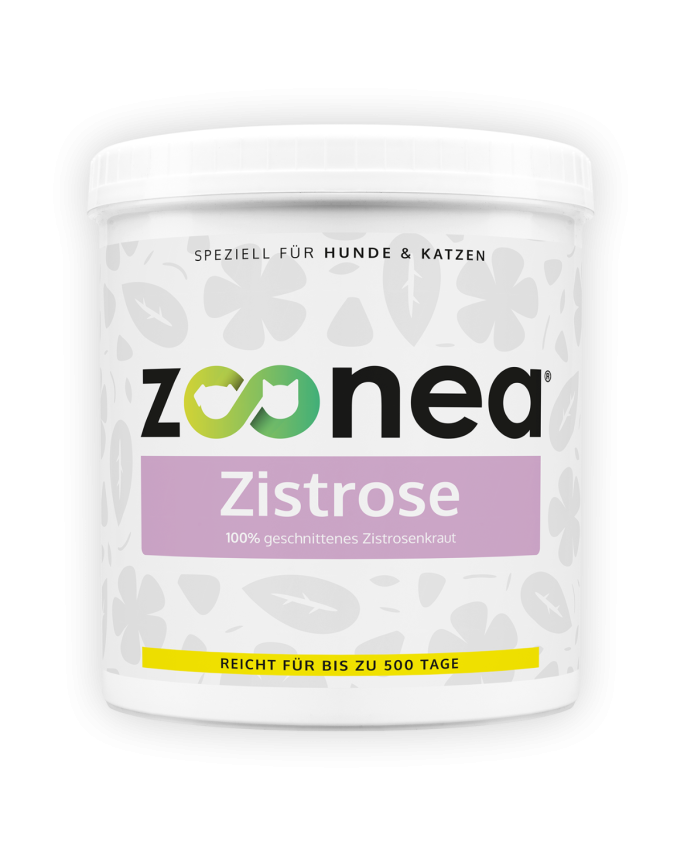 Zistrose
